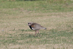 Vanellus chilensis