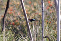 Malurus assimilis assimilis