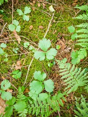 Waldsteinia fragarioides