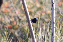 Malurus assimilis assimilis