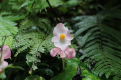 Begonia chitoensis