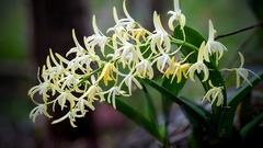 Dendrobium speciosum