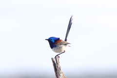 Malurus assimilis assimilis