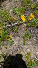 Hieracium scouleri