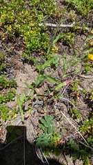 Hieracium scouleri