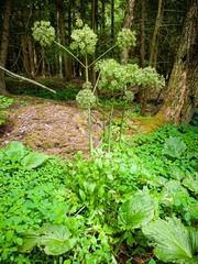 Angelica atropurpurea