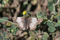 Heliopetes omrina