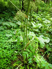 Angelica atropurpurea