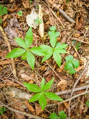 Lysimachia borealis