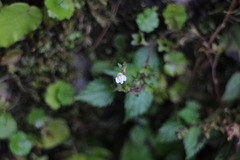 Mazus goodenifolius