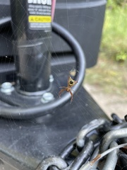 Micrathena sagittata