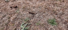 Oedaleus decorus