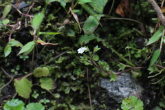 Mazus goodenifolius