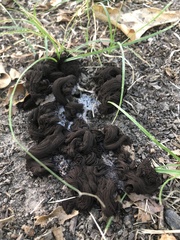 Stemonitis splendens