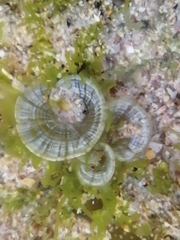 Padina pavonica