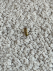 Adelphocoris lineolatus