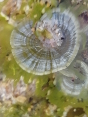 Padina pavonica
