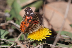 Vanessa braziliensis