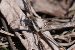 Heliopetes omrina
