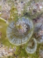 Padina pavonica