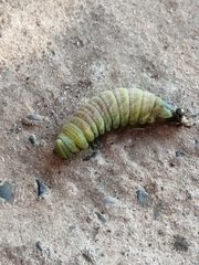 Smerinthus ocellata