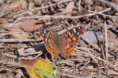 Vanessa braziliensis
