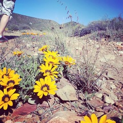 Gazania