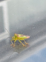 Acanthosoma haemorrhoidale