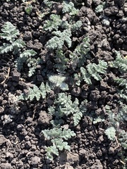 Myriopteris parryi