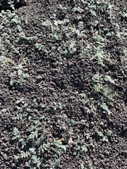 Myriopteris parryi