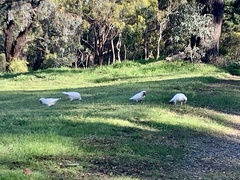 Cacatua tenuirostris