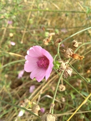 Althaea cannabina