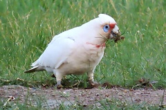 Cacatua tenuirostris