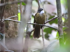 Alophoixus ochraceus