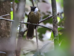 Alophoixus ochraceus