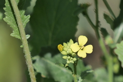 Brassiceae