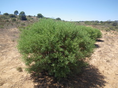 Senna artemisioides coriacea