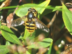 Sericomyia silentis