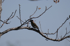 Colaptes melanochloros