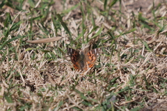Vanessa braziliensis