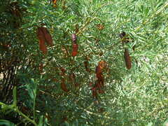 Senna artemisioides coriacea