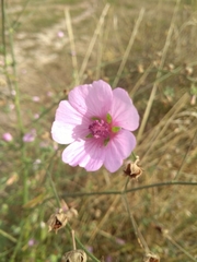 Althaea cannabina