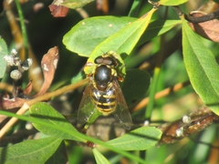 Sericomyia silentis
