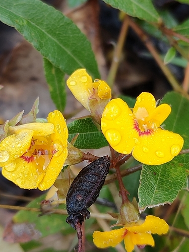 Image of Podolobium scandens by (c) Tony van Kampen, some rights reserved (CC BY)