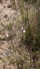 Gladiolus carinatus