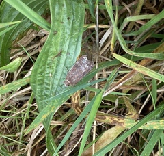 Noctuinae