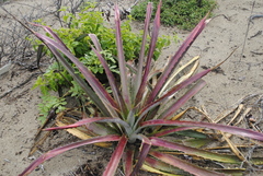 Bromelia karatas