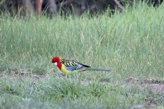Platycercus eximius