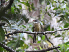 Alophoixus ochraceus