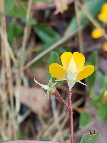 Image of Netted Shaggy Pea (Podolobium scandens) by (c) Tony van Kampen, some rights reserved (CC BY)